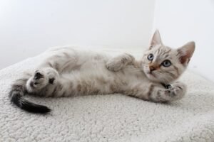Cute domestic kitten with blue eyes lying on a fluffy rug, looking curious.