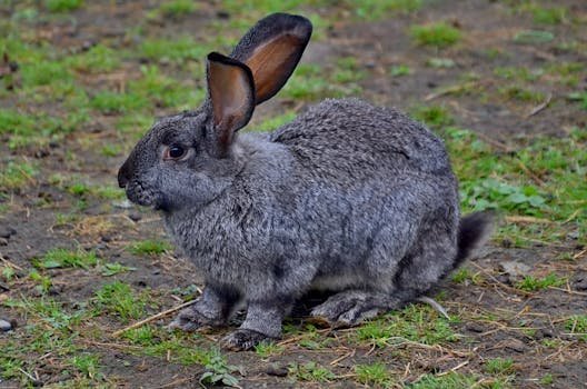 Adorable gray rabbit with fluffy fur on grass and dirt field, perfect for nature and animal themes.