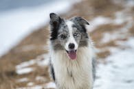A beautiful Border Collie dog stands in a snowy landscape near Poprad, Slovakia.