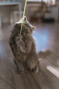 Cute British Longhair cat playing with string indoors, showcasing its fluffiness and charm.